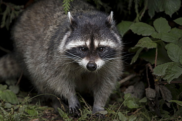 Raccoon undergrowth, British Columbia Canada