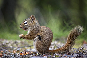 American Red Squirrel eating on ground, Katmai Alaska USA