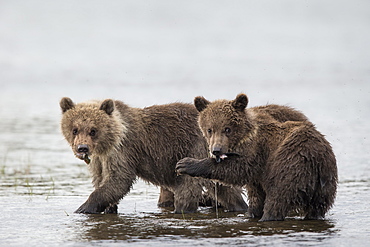 Young Grizzlys fishing in water, Katmai Alaska USA 