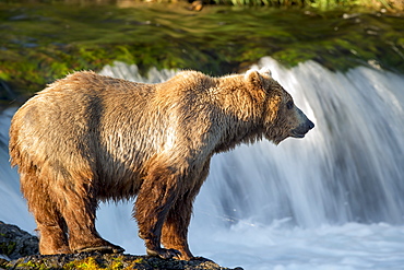 Grizzly front of a waterfall, Katmai Alaska USA