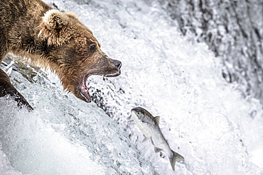 Grizzly catching Salmon in a waterfall, Katmai Alaska USA