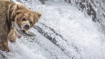 Grizzly catching Salmon in a waterfall, Katmai Alaska USA