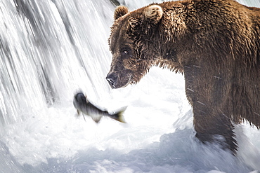 Grizzly catching Salmon in a waterfall, Katmai Alaska USA