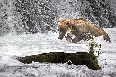 Grizzly fishing Salmons in a waterfall, Katmai Alaska USA