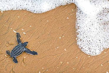 Young Leatherback turtle crawling towards the sea, French Guiana