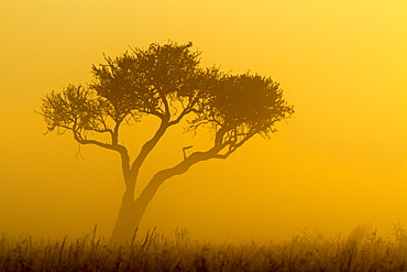 Kenya, Masai-Mara game reserve, mist at sunrise