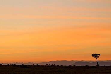 Kenya, Masai-Mara game reserve, hartebeest(Alcephalus busephalus cokii) at sunrise