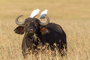 Kenya, Masai-Mara game reserve, buffalo (Syncerus caffer), with cattle egret