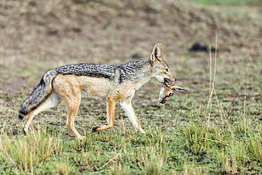 Kenya, Masai-Mara game reserve, black-backed jackal (Canis mesomelas)