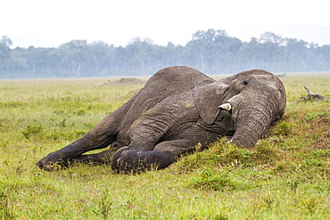 Kenya, Masai-Mara Game Reserve, Elephant (Loxodonta africana), resting