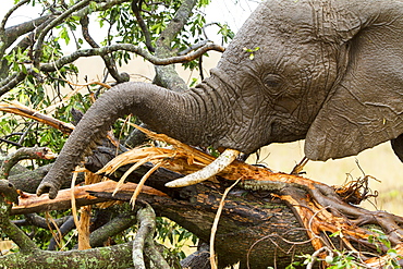 Kenya, Masai-Mara Game Reserve, Elephant (Loxodonta africana), a eating barks under the rain