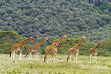 Kenya, Nakuru national park, Baringo giraffe (Giraffa cameleopardalis), herd