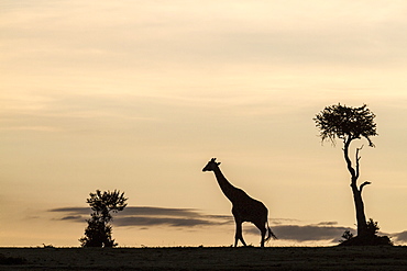 Kenya, Masai-Mara Game Reserve, Girafe masai (Giraffa camelopardalis), at sunrise