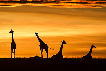 Kenya, Masai-Mara Game Reserve, Girafe masai (Giraffa camelopardalis), at sunrise