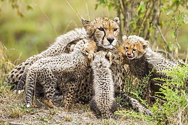 Kenya, Masai-Mara game reserve, cheetah (Acinonyx jubatus), female and cubs 8/9 weeks old