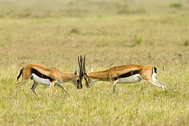 Kenya, Masai-Mara game reserve, Thomson's gazella (Gazella Thomsonii), males fighting