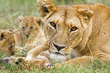 Kenya, Masai-Mara game reserve, Lion (Panthera leo), mother and cubs