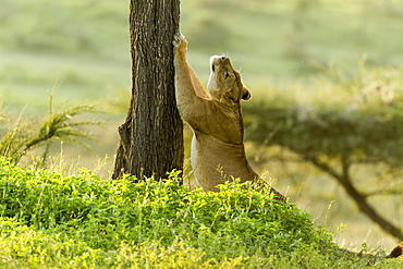 Tanzanie, Ngorongoro national park, Lion (Panthera leo), female