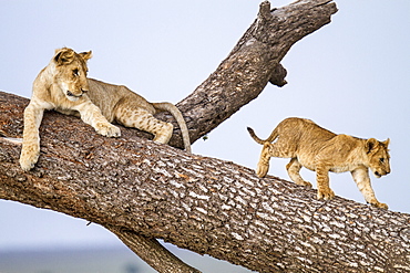Kenya, Masai-Mara game reserve, Lion (Panthera leo), cubs