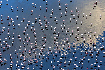 Kenya, Magadi lake, flamant nain, lesser flamingo (Phoeniconaias minor), aerial view