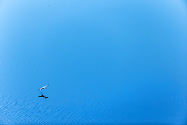 Kenya, Magadi lake, flamant nain, lesser flamingo (Phoeniconaias minor), aerial view