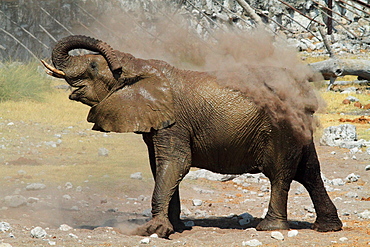 African Elephant (Loxodonta africana)dust bathing