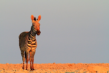 Mountain zebra (Equus zebra)