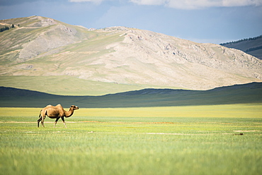 Bactrian camel (Camelus bactrianus) - Province of Khövsgöl - Mongolia