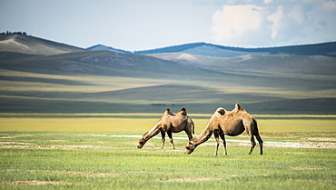 Bactrian camels (Camelus bactrianus) - Province of Khövsgöl - Mongolia