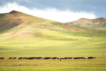 Mongolian horses in the steppe, Tsaritsyn Ereg - Province of Arkhangai - Mongolia