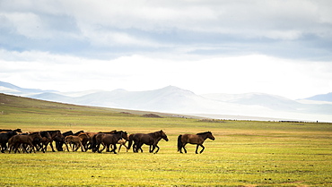 Mongolian horses in the steppe, Tsaritsyn Ereg - Province of Arkhangai - Mongolia