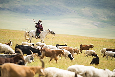 Herdsman goats riding, Province Khövsgöl - Mongolia