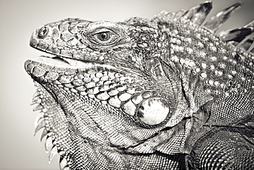 Portrait black and white of Green Iguana (Iguana iguana - Montserrat island