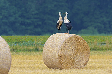 White Storks (Ciconia ciconia), Hesse, Germany, Europe