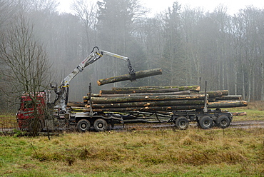 logging truck loading of beech logs , above Hohwald, between the Col de la Charbonnière and Champ du Feu, High Vosges, Alsace, France