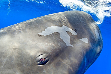 Portrait of a sperm whale, Physeter macrocephalus, Vulnerable (IUCN), Dominica, Caribbean Sea, Atlantic Ocean. Photo taken under permit n°RP 13/365 W-03.