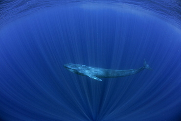 Blue whale Balaenoptera musculus brevicauda is the largest animal ever known to have existed. This may be the pygmy sub-species of blue whale, Balaenoptera musculus. Mirissa, Sri Lanka, Indian Ocean