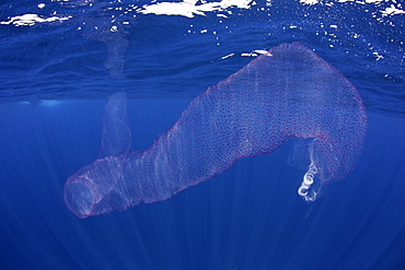 Pyrosomes, colony hundreds to thousands individuals called zooids, cloned from one egg and bound together, Mirissa, Sri Lanka, Indian Ocean