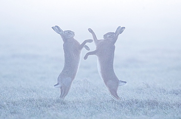 Brown hare (Lepus europaeus) Brown hare boxing in the mist on a frosty meadow, England, Winter