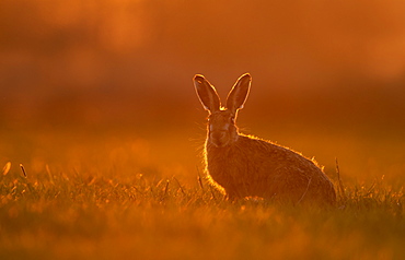 Brown hare (Lepus europaeus) Hare sitting in a meadow at sunset, England, Spring