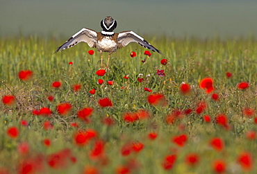 Little bustard (Teyrax tetrax) Bustard Displaying amongst poppies at sunrise, Spain, Spring