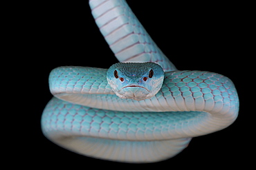 Portrait of White-lipped island pitviper (Trimeresurus albolabris insularis) on black background