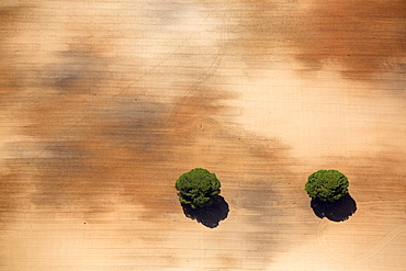 Aerial view of Pine trees in a field, Huelva , Andalusia, Spain