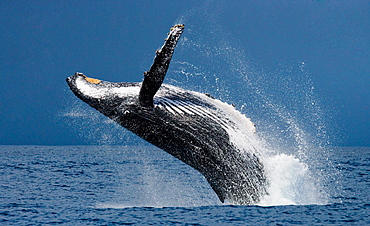 Humpback whale jumps out of the water. Beautiful jump. A rare photograph. Madagascar. St. Mary's Island.