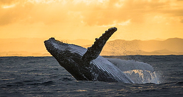 Humpback whale jumps out of the water. Beautiful jump. A rare photograph. Madagascar. St. Mary's Island