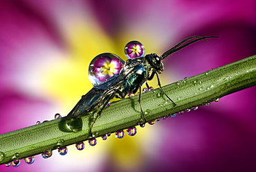 Insect covered by dew drops on a stem