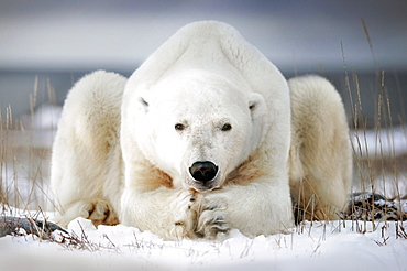 Polar bear seems to pray, Churchill bay, Canada