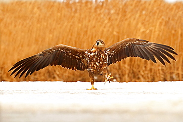 Young White-tailed Eagle (Haliaeetus albicilla) walking on the snow w