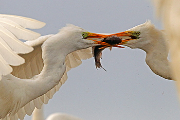 Great Egret ( Egretta alba ) fighting for a fish , Hungary