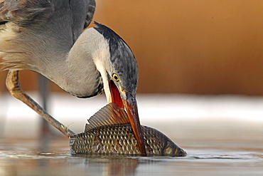 Grey Heron (Ardea cinerea) have caught a fish, Hungary